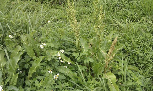 农村臭水沟边的野菜, 现在成了饭店餐桌上的美味, 深受城里人欢迎