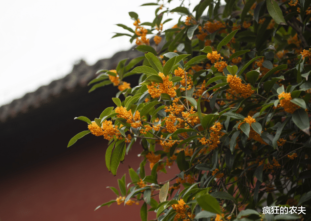 俗语“桂花树门前, 贵人立门内”是啥意思? 院子里种桂花树好吗?